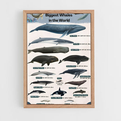 ap-blue whale-9 cadre Bois clair