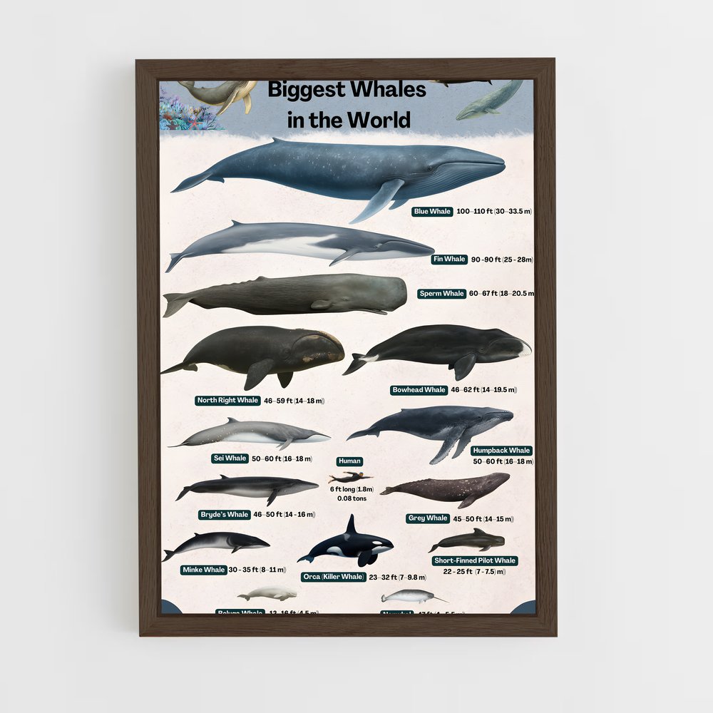 ap-blue whale-9 cadre Bois foncé
