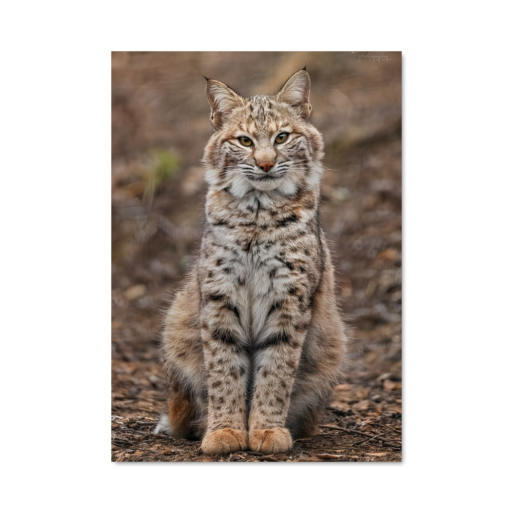 Poster Bobcat Groove