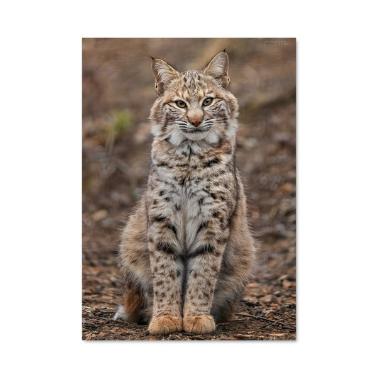 Poster Bobcat Groove