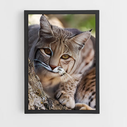ap-bobcat-7 cadre Noir