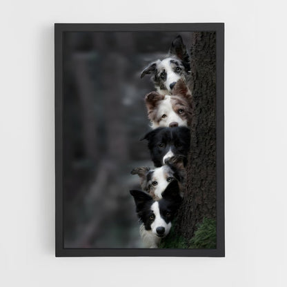 ap-border collie-5 cadre Noir