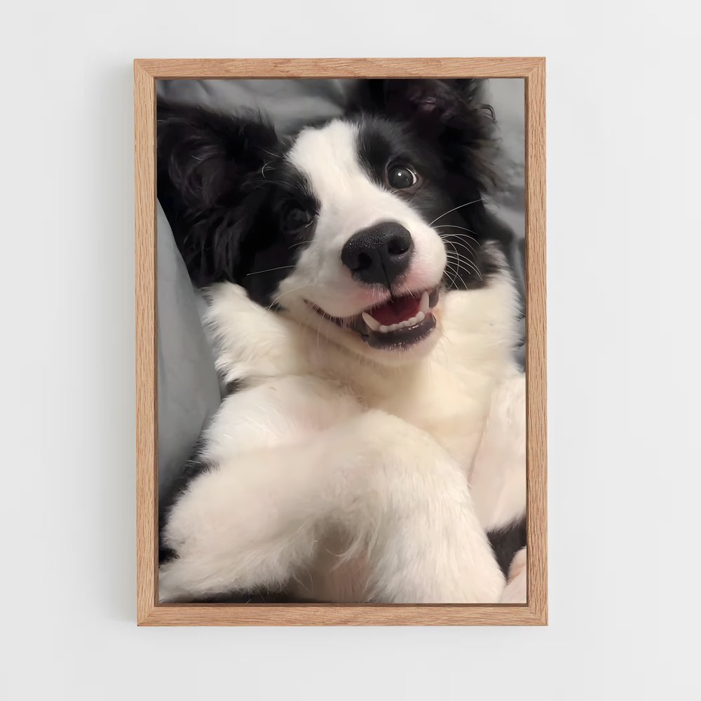 ap-border collie-6 cadre Bois clair