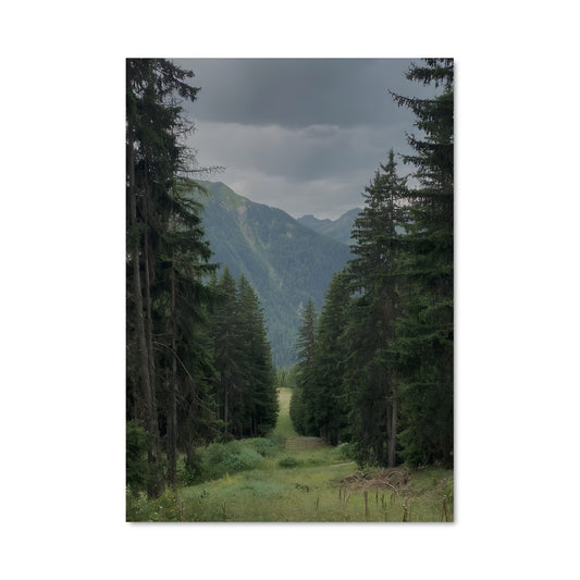 Poster Boreal forest 94948