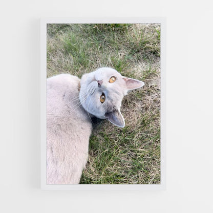 ap-british shorthair-4 cadre Blanc