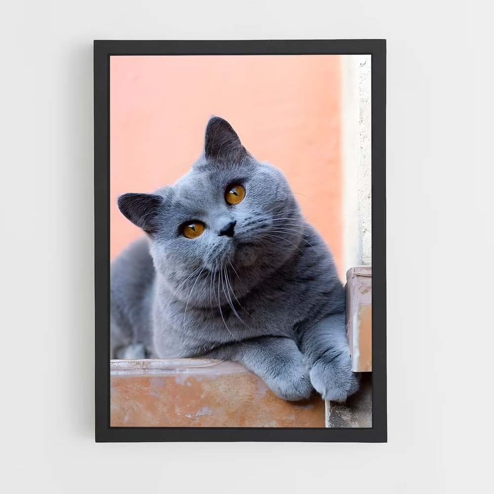 ap-british shorthair-6 cadre Noir