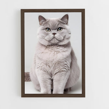 ap-british shorthair-8 cadre Bois foncé