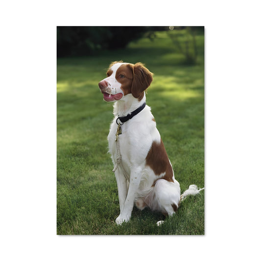 Poster Toutou en Fête