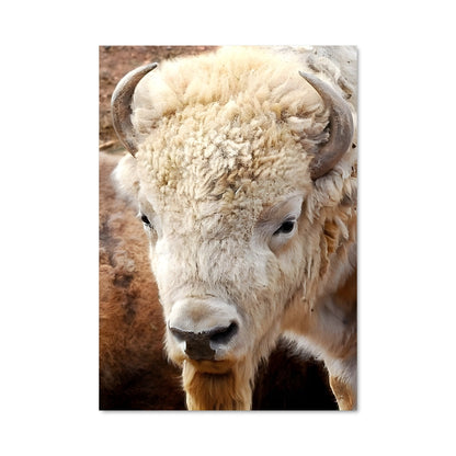 Poster Buffalo 83221