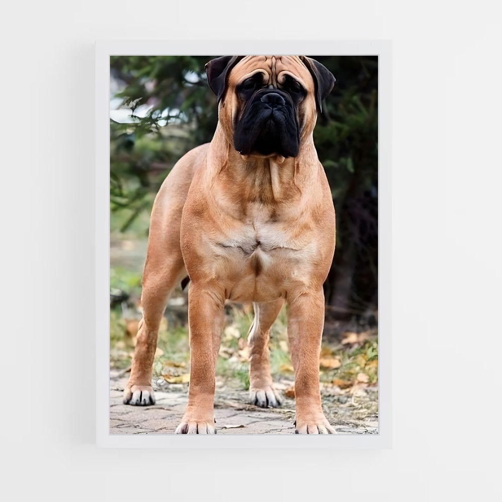 ap-bullmastiff-1 cadre Blanc