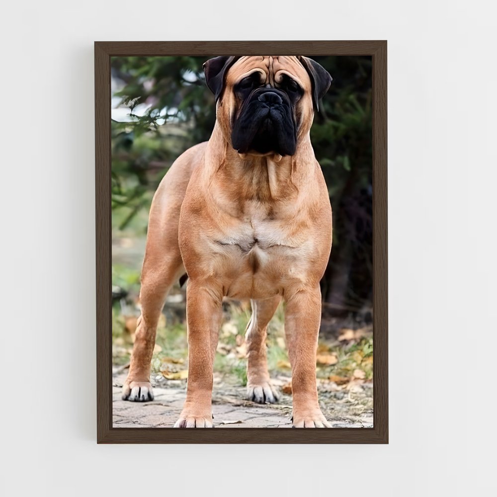ap-bullmastiff-1 cadre Bois foncé