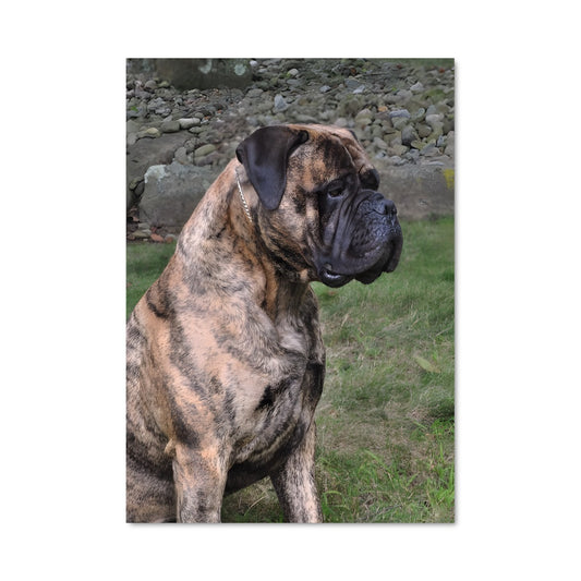 Poster Bullmastiff en Veille