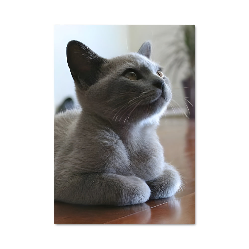 Poster Regard Félins