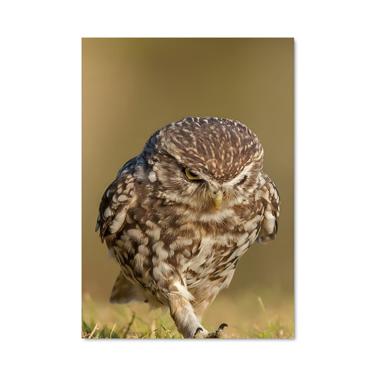 Poster Hibou Souterrain