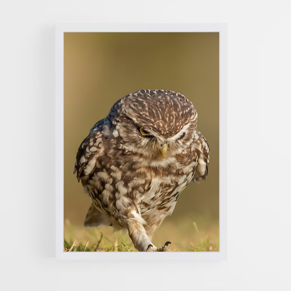 ap-burrowing owl-1 cadre Blanc