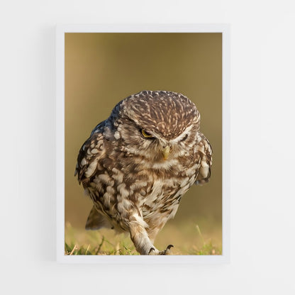 ap-burrowing owl-1 cadre Blanc