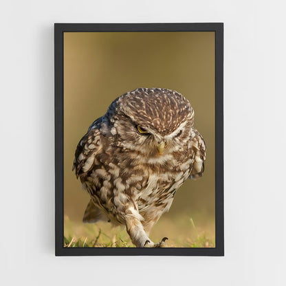 ap-burrowing owl-1 cadre Noir