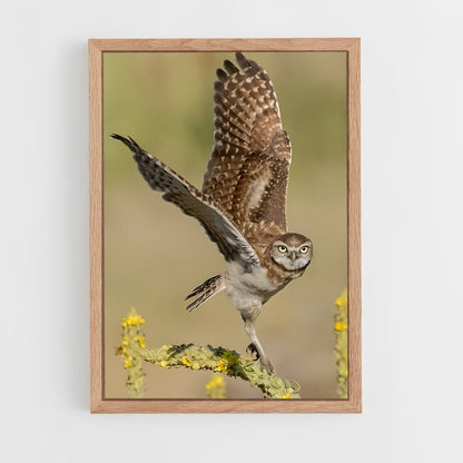 ap-burrowing owl-3 cadre Bois clair