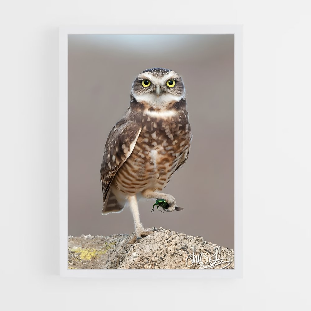 ap-burrowing owl-4 cadre Blanc