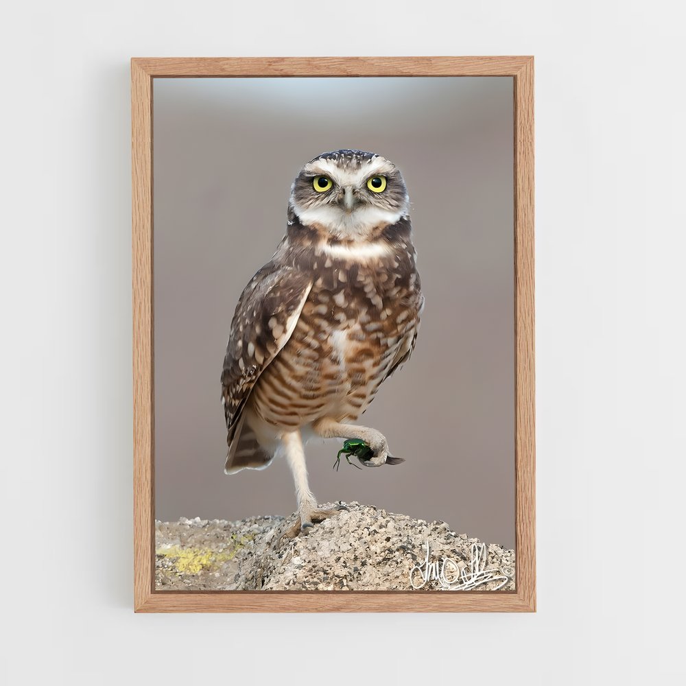 ap-burrowing owl-4 cadre Bois clair