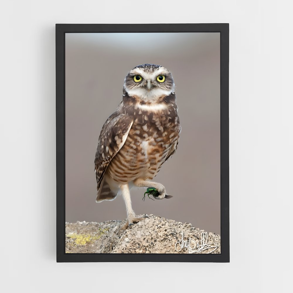 ap-burrowing owl-4 cadre Noir