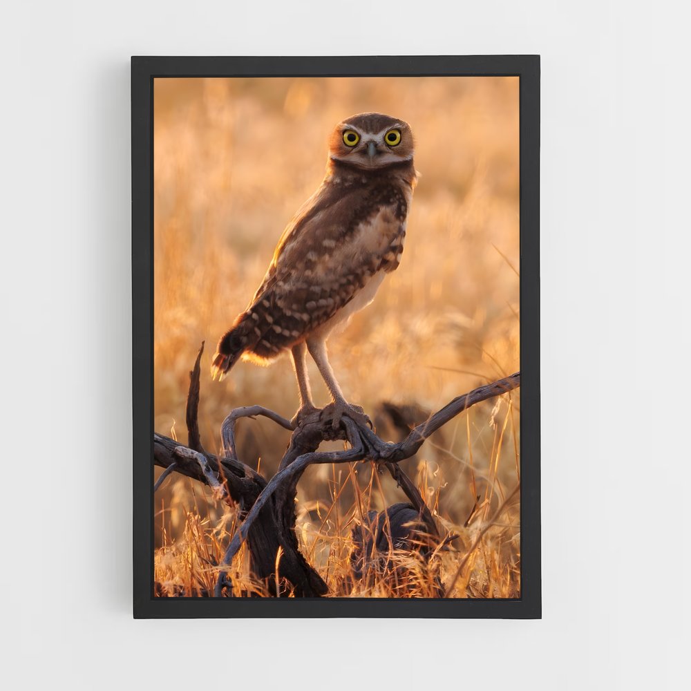ap-burrowing owl-5 cadre Noir