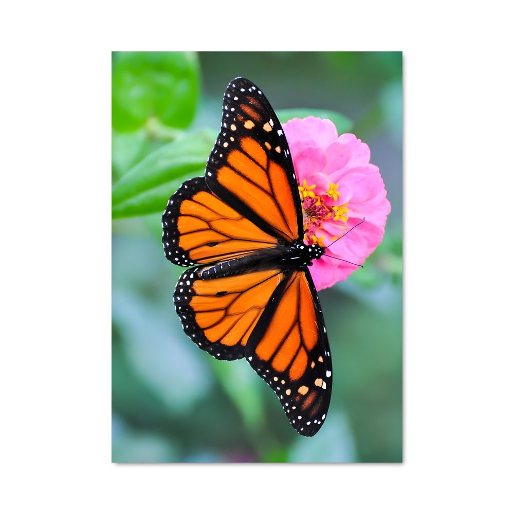 Poster Papillon de Monarque