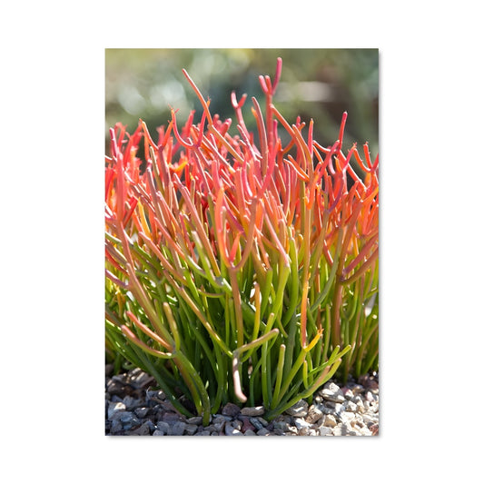 Poster Cactus Écarlate