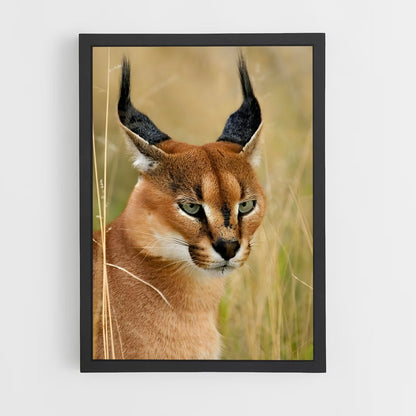 ap-caracal-1 cadre Noir
