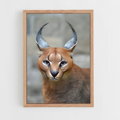 ap-caracal-5 cadre Bois clair