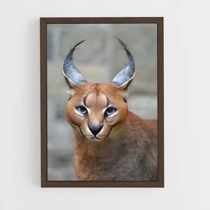 ap-caracal-5 cadre Bois foncé