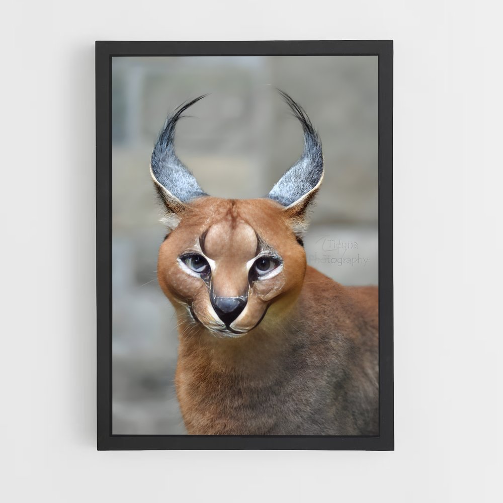 ap-caracal-5 cadre Noir