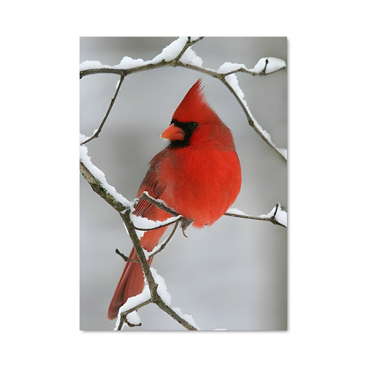 Poster Cardinal 83298