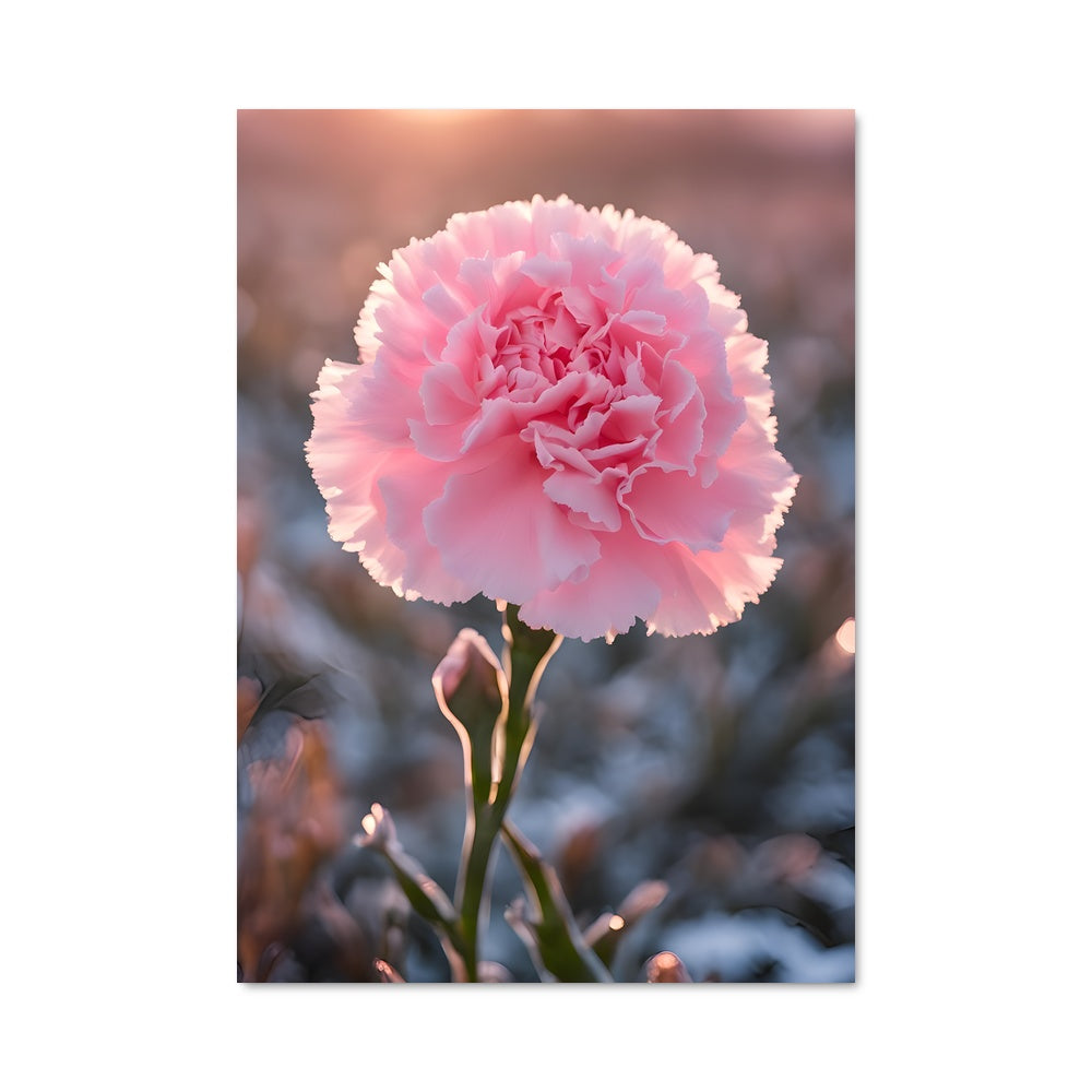 Poster Fleur de Carnation
