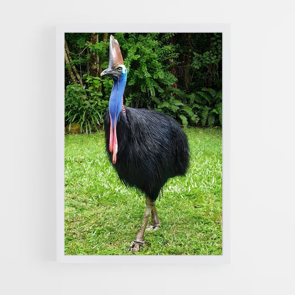 ap-cassowary-10 cadre Blanc