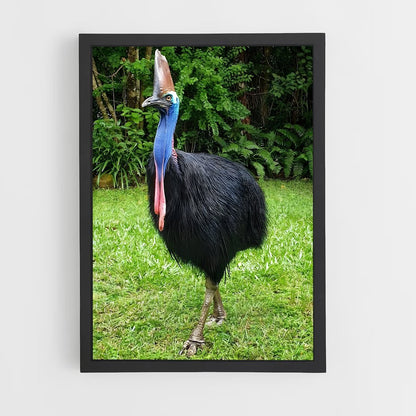 ap-cassowary-10 cadre Noir