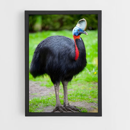 ap-cassowary-2 cadre Noir