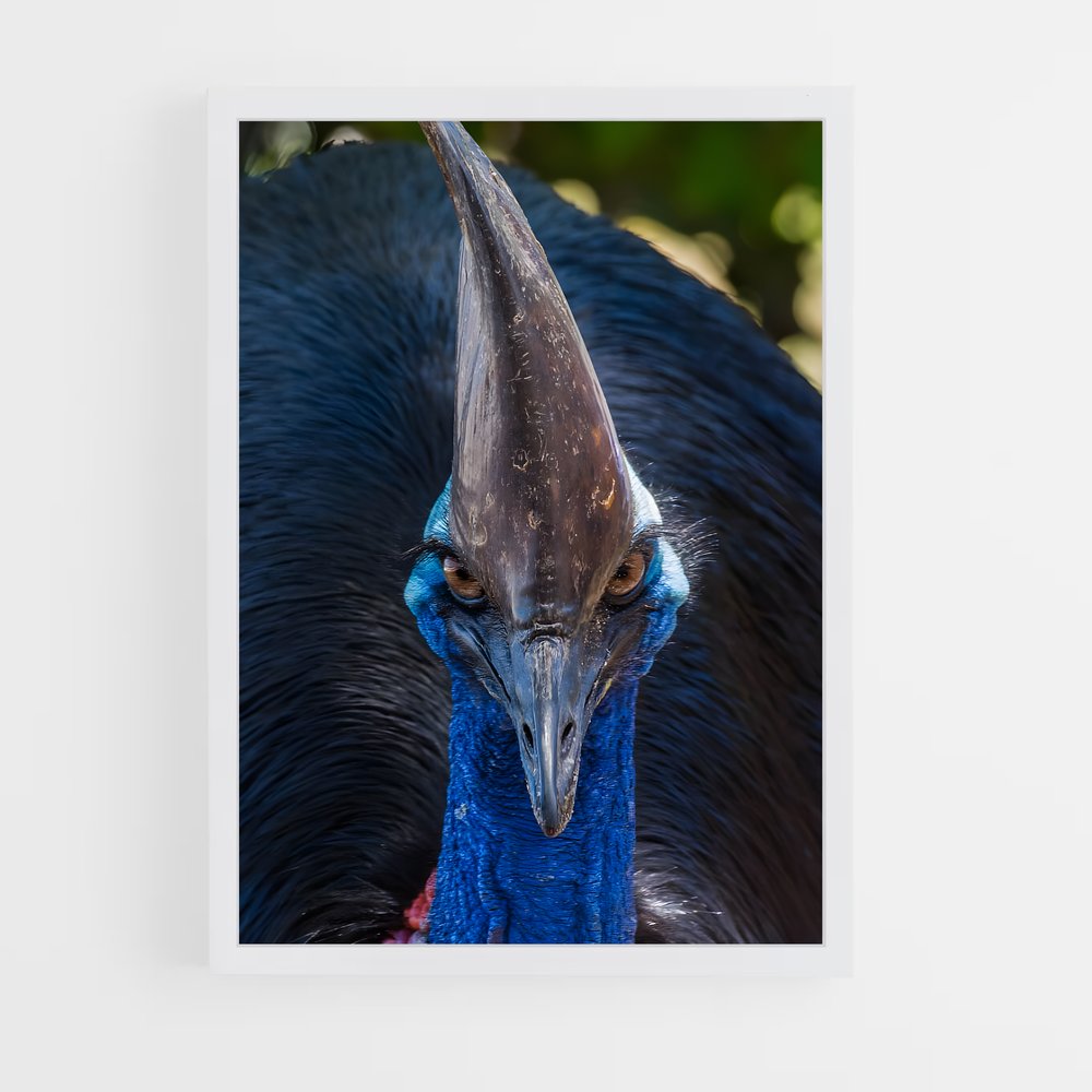 ap-cassowary-3 cadre Blanc