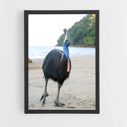 ap-cassowary-6 cadre Noir