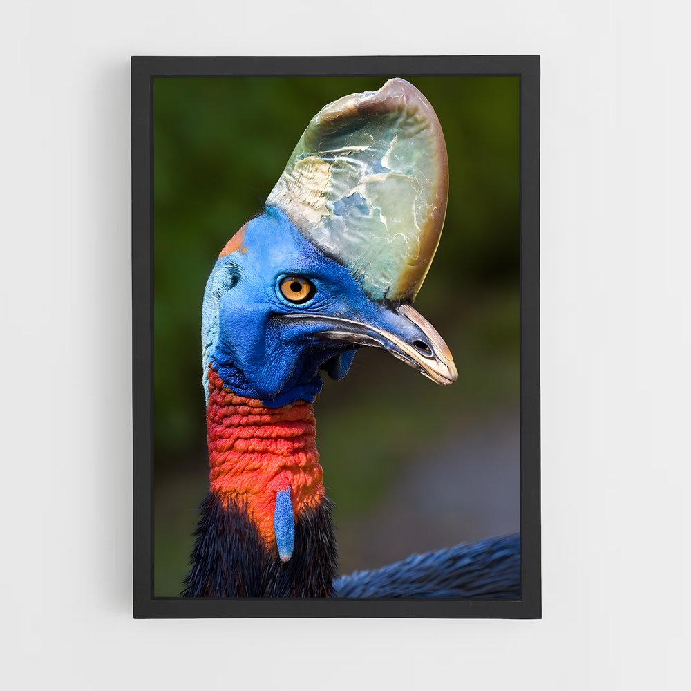 ap-cassowary-7 cadre Noir