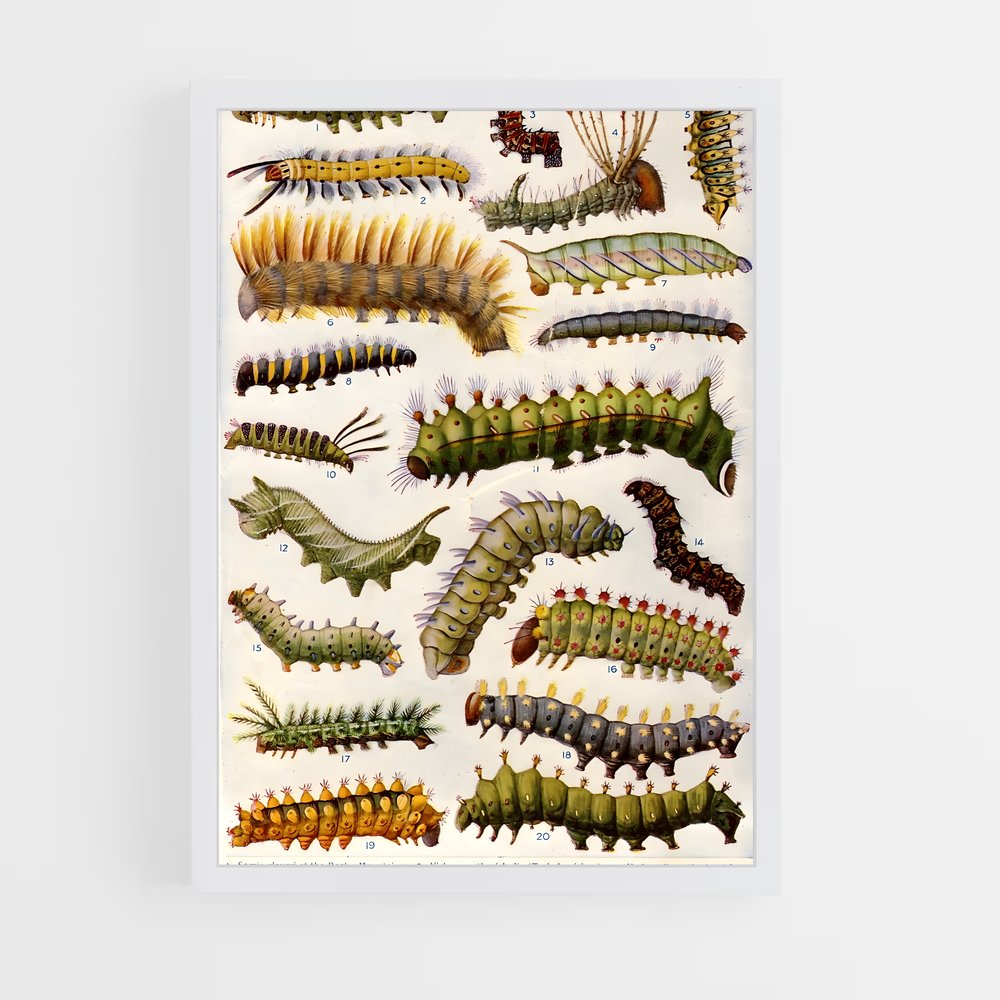 ap-caterpillar-5 cadre Blanc
