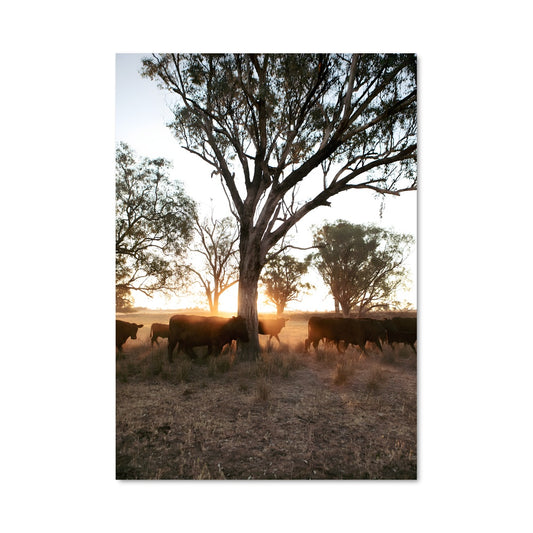 Poster Cattle ranch 2188