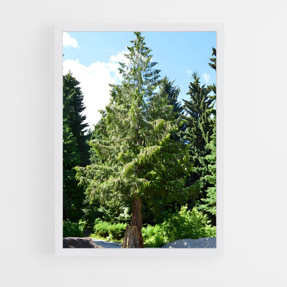 ap-cedar-5 cadre Blanc