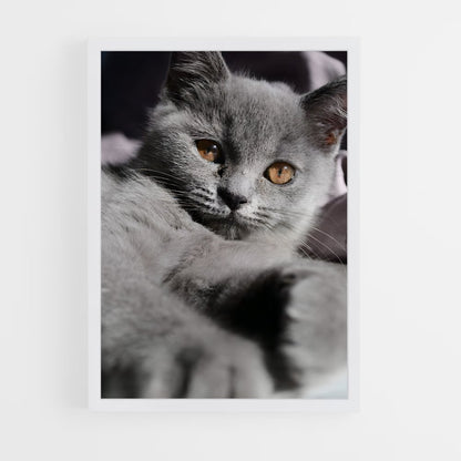 ap-chartreux-9 cadre Blanc