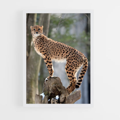 ap-cheetah-6 cadre Blanc