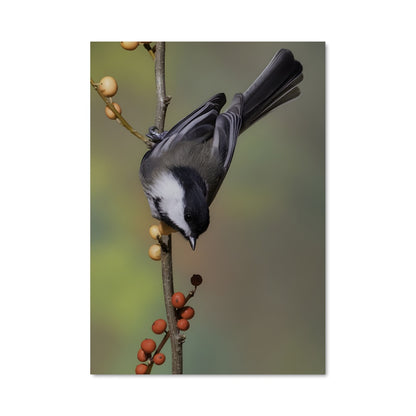 Poster Chant des Baies