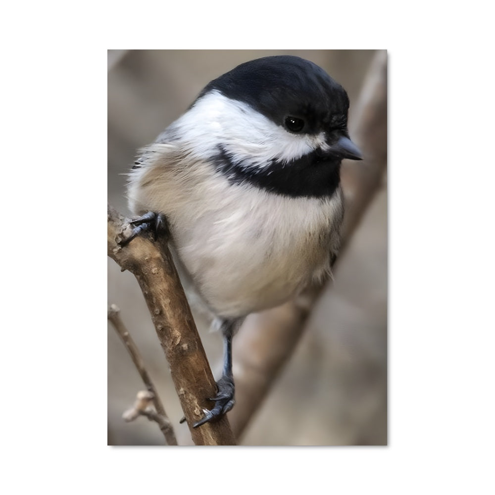 Poster Chickadee Élégant
