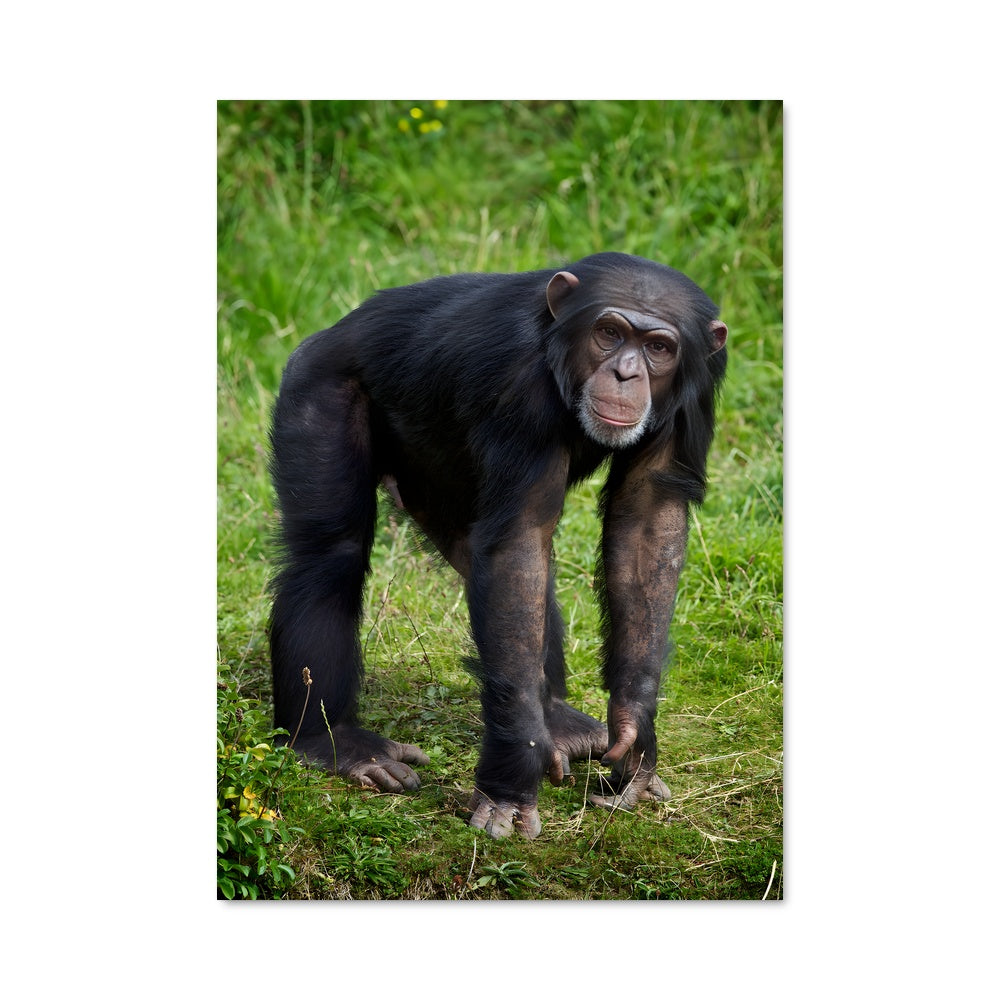 Poster Chimpanzé Majestueux