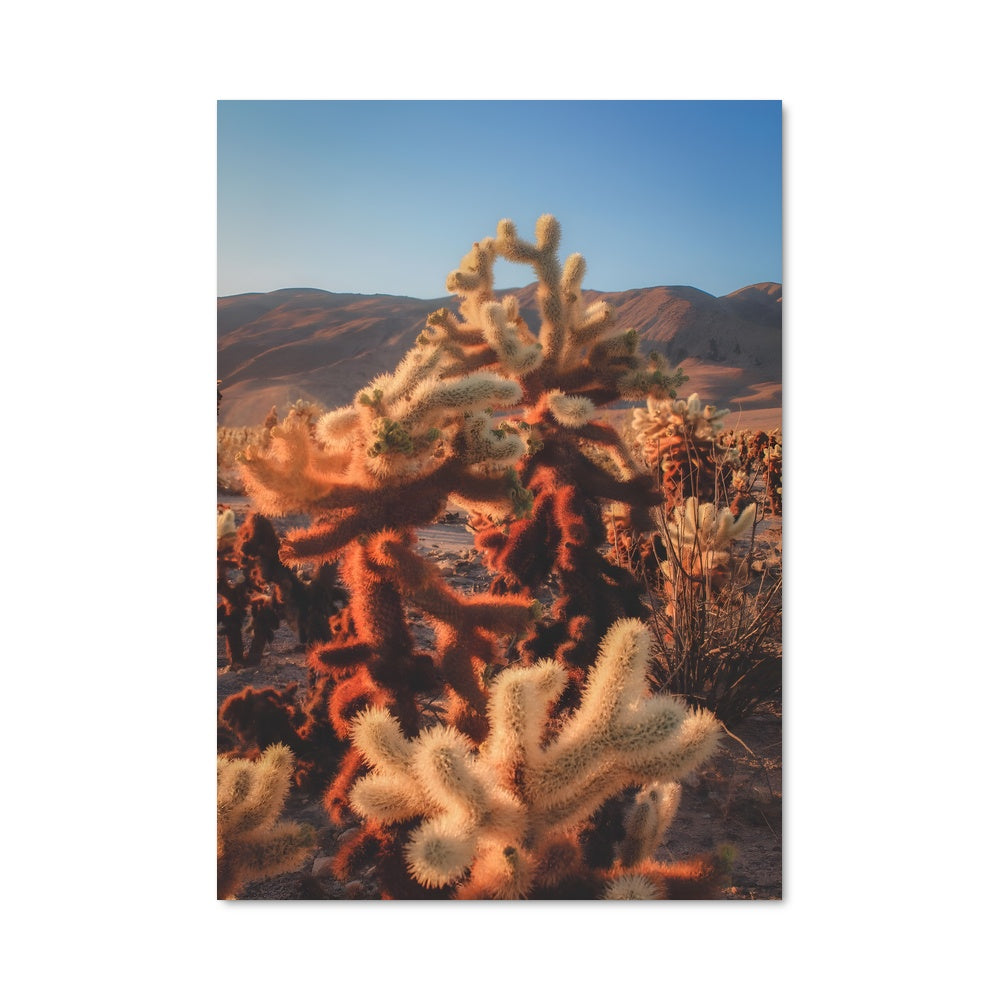 Poster Désert Cholla