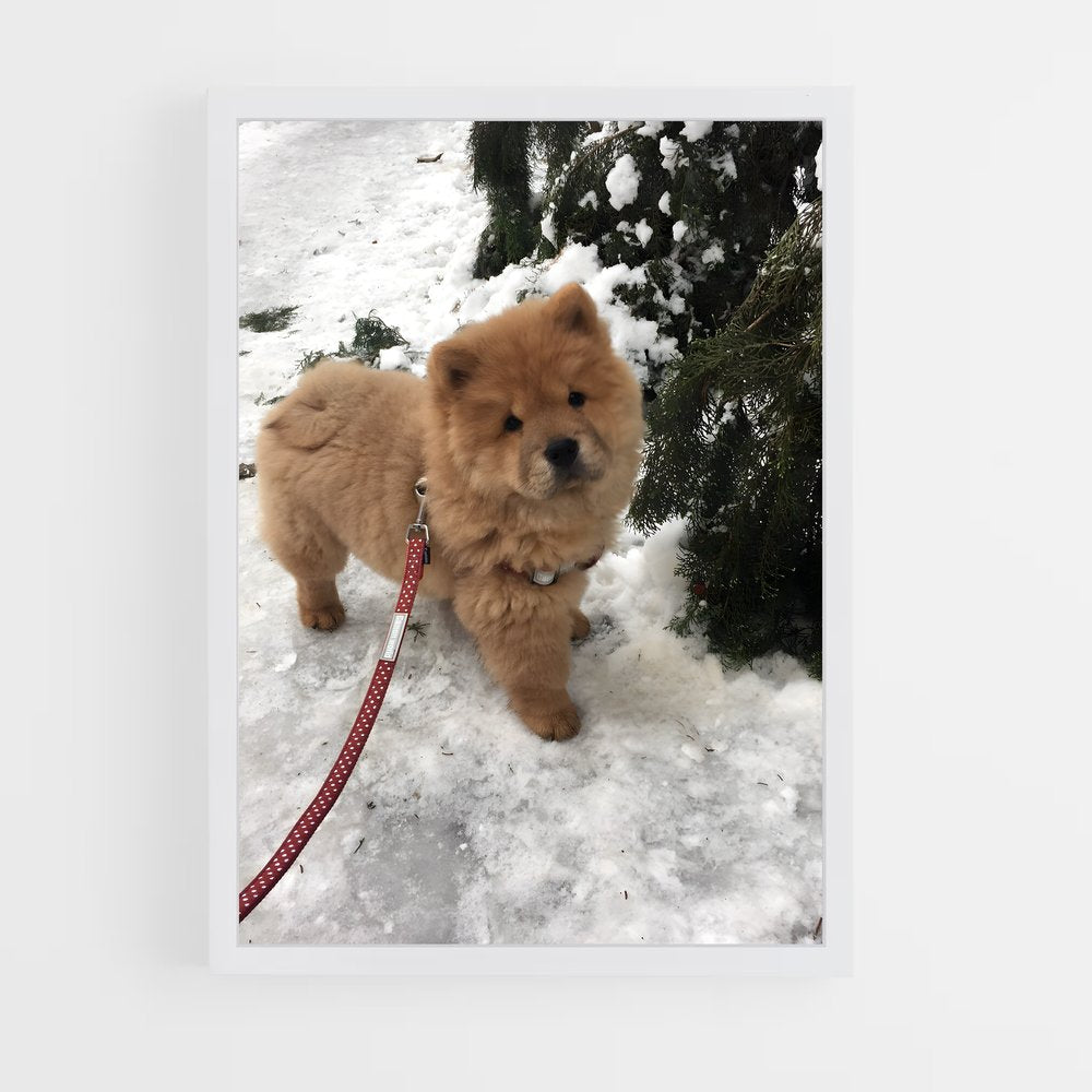 ap-chow chow-1 cadre Blanc